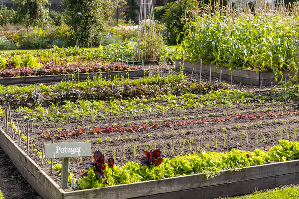 Potager garden with symmetrical garden beds growing rows of vegetables with flowers, fruit and herbs intermingled.