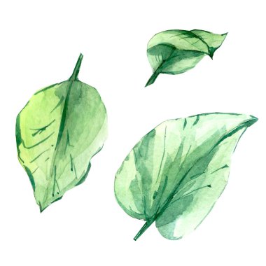 suluboya ışık, tropikal palmiye yaprakları. Beyaz arka planda izole. baskı bileşimleri için.