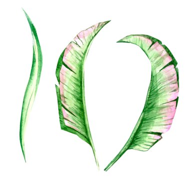 suluboya ışık, tropikal palmiye yaprakları. Beyaz arka planda izole. baskı bileşimleri için.
