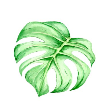 suluboya ışık, tropikal palmiye yaprakları. Beyaz arka planda izole. baskı bileşimleri için.