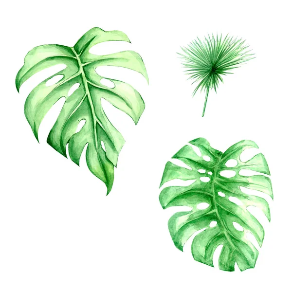 Akwarela światło, tropikalne liście palmowe. białym tle. do kompozycji druku. — Zdjęcie stockowe