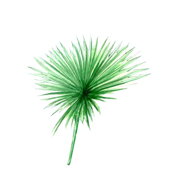 Aquarel licht, tropische Palm bladeren. geïsoleerd op witte achtergrond. voor afdruk composities. — Stockfoto
