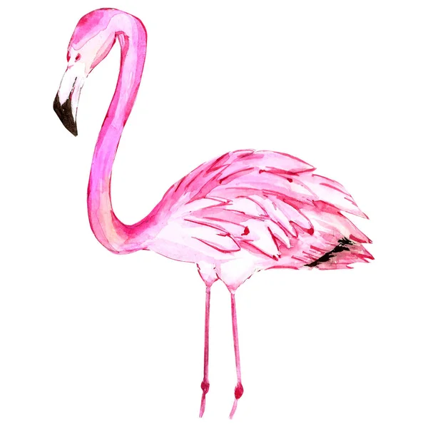 Roze flamingo aquarel, op witte achtergrond, geïsoleerde illustratie getekend door handen — Stockfoto