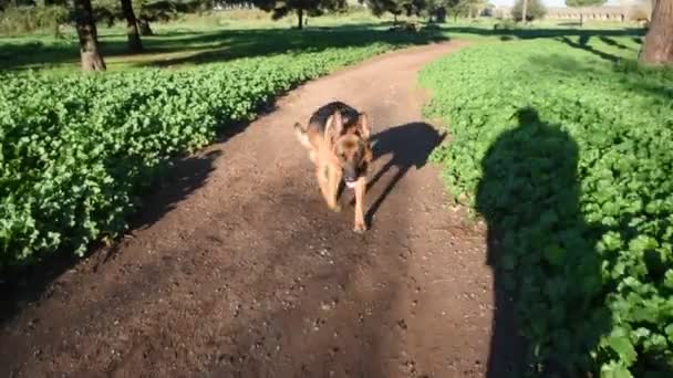 Pastor Alemán Caminando Por Parque Roma — Vídeos de Stock