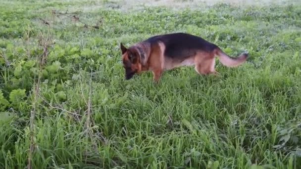 German Shepherd Walking Park Rome — Stock Video