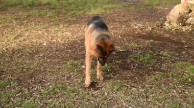 Alman çoban Roma Park'ta doğada yürüyüş