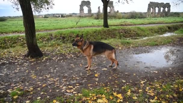 Schäferhund Beim Wandern Der Natur Park Rom — Stockvideo