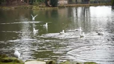 Kaz ve ördek Villa Borghese göl Roma, turistler tarafından beslenen