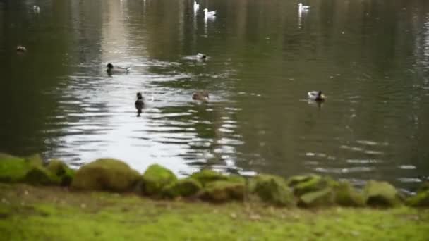 ガチョウやカモの観光客によって供給されるローマのボルゲーゼの湖で — ストック動画