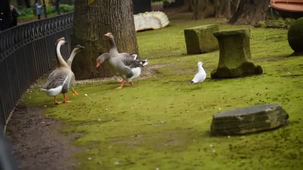 Gäss Och Ankor Sjön Villa Borghese Rom Matas Turister — Stockvideo