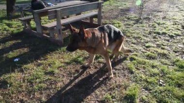 Roma'da parkta yürüyen Alman çoban köpek