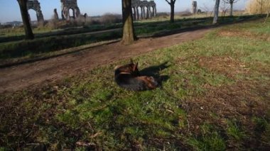 Roma'da parkta yürüyen Alman çoban köpek