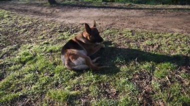 Roma'da parkta yürüyen Alman çoban köpek