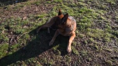 Roma'da parkta yürüyen Alman çoban köpek