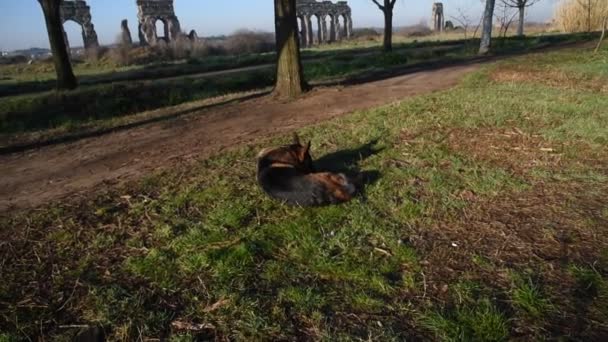 ローマの公園で歩いているジャーマン シェパード犬 — ストック動画