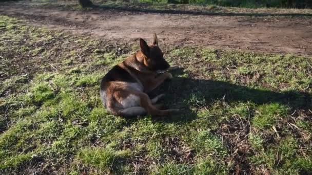 German Shepherd Dog Walking Park Rome — Stock Video