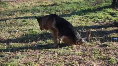 Roma'da parkta yürüyen Alman çoban köpek