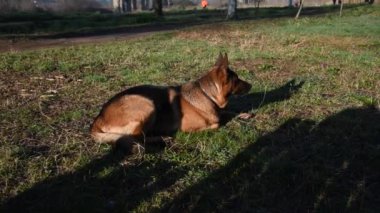 Roma'da parkta yürüyen Alman çoban köpek
