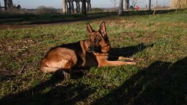Roma'da parkta yürüyen Alman çoban köpek