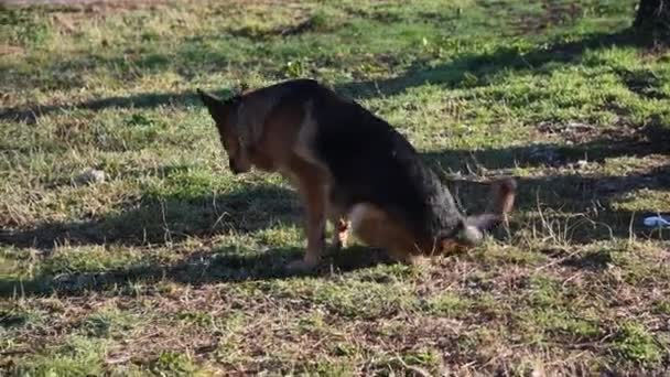 Pastore Tedesco Che Passeggia Parco Roma — Video Stock