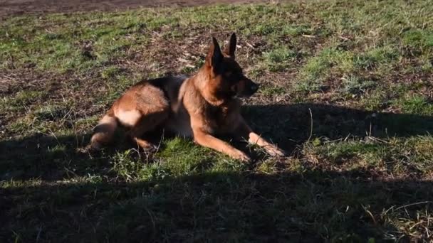 Duitse Herdershond Wandelen Het Park Rome — Stockvideo