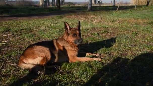 Roma Parkta Yürüyen Alman Çoban Köpek — Stok video