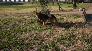 Roma'da parkta yürüyen Alman çoban köpek