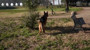 Roma'da parkta yürüyen Alman çoban köpek