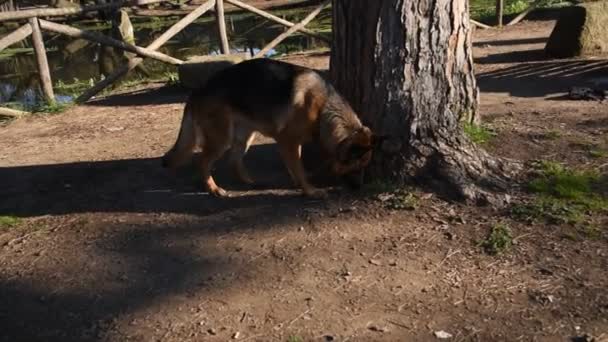 German Shepherd Dog Walking Park Rome — Stock Video