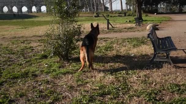 Tysken Fåraherde Hund Promenader Parken Rom — Stockvideo