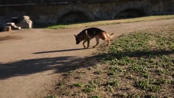 ローマの公園で歩いているジャーマン シェパード犬 — ストック動画