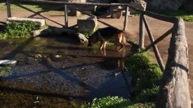 Roma'da parkta yürüyen Alman çoban köpek