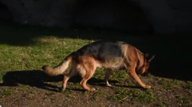 Roma'da parkta yürüyen Alman çoban köpek