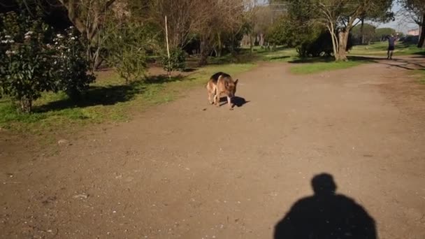 Pastore Tedesco Che Passeggia Parco Roma — Video Stock