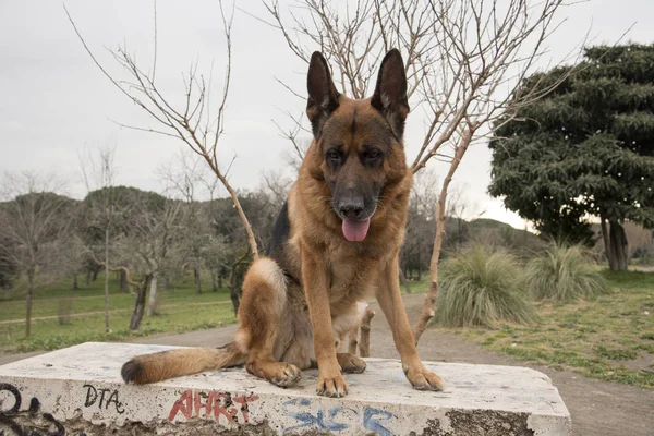 Perro pastor alemán paseando por el parque — Foto de Stock