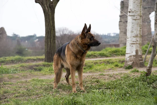 Parkta yürüyen Alman çoban köpek