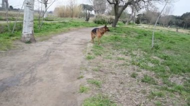 Roma'da parkta yürüyen Alman çoban köpek
