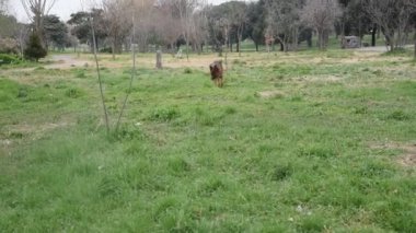 Roma'da parkta yürüyen Alman çoban köpek