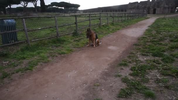 Chien de berger allemand marchant dans le parc à Rome 
