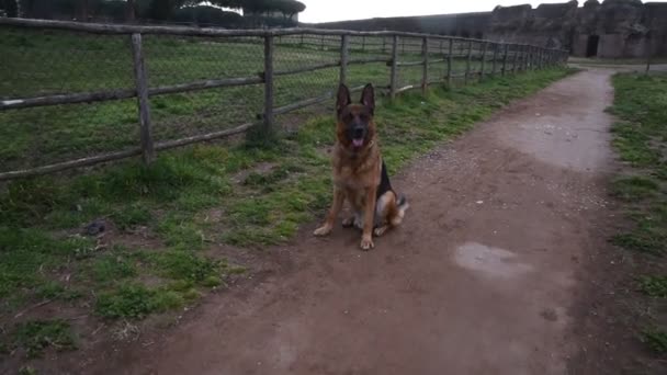 Chien de berger allemand marchant dans le parc à Rome 
