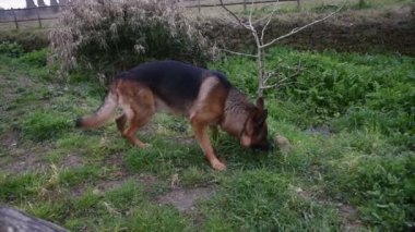 Roma'da parkta yürüyen Alman çoban köpek