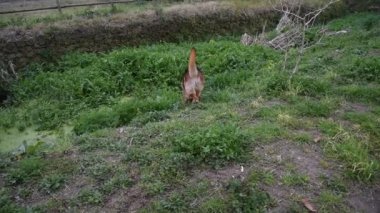 Roma'da parkta yürüyen Alman çoban köpek