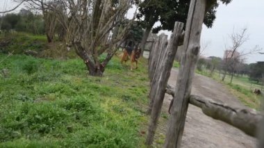 Roma'da parkta yürüyen Alman çoban köpek