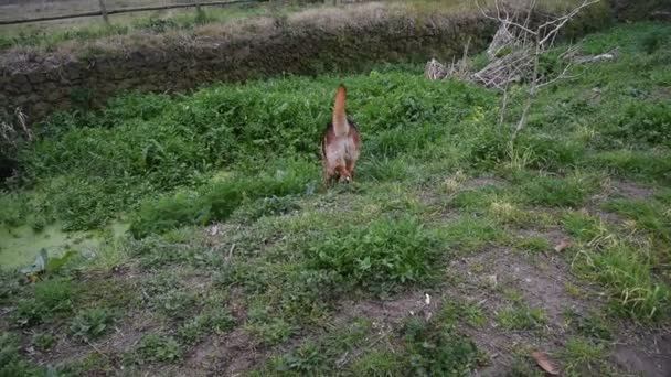 Chien de berger allemand marchant dans le parc à Rome 