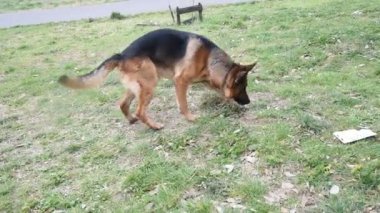 Roma'da parkta yürüyen Alman çoban köpek