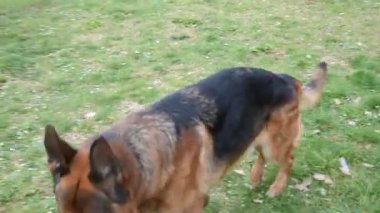 Roma'da parkta yürüyen Alman çoban köpek