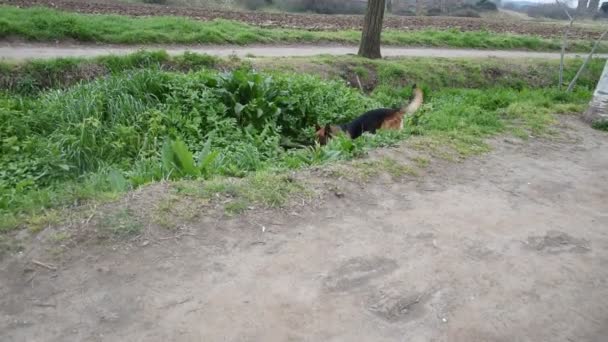 Chien de berger allemand marchant dans le parc à Rome 