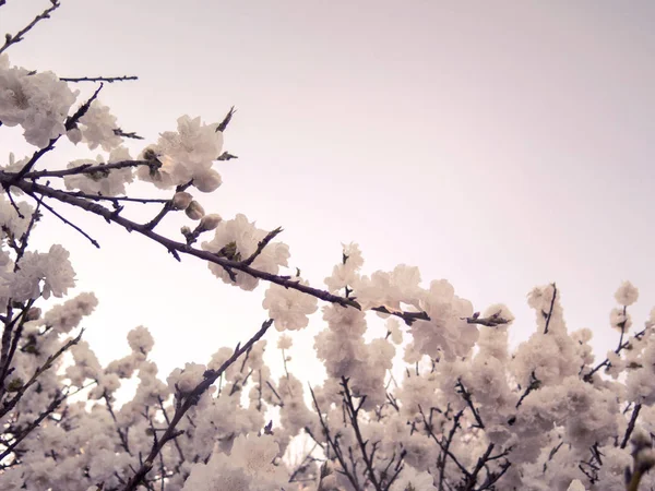 Wiosenny kwiat w drzewie — Zdjęcie stockowe