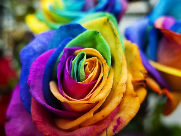 Multicolored roses — Stock Photo, Image