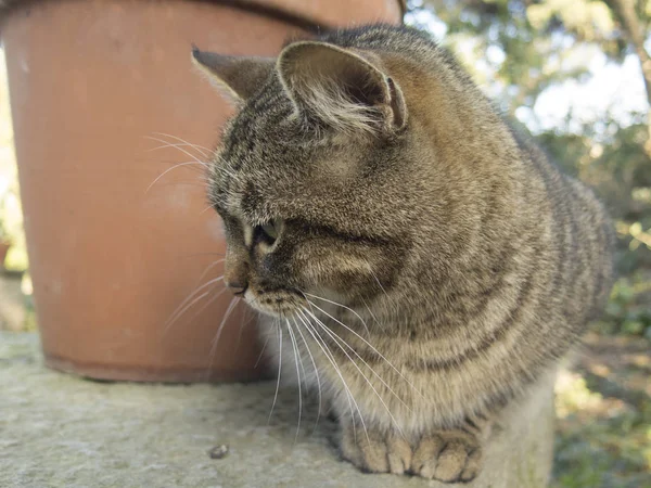Eurtopean kedi dışında — Stok fotoğraf